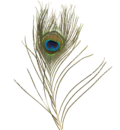 12238-3831 - Hobby Crafting Fun - Peacock feather - 