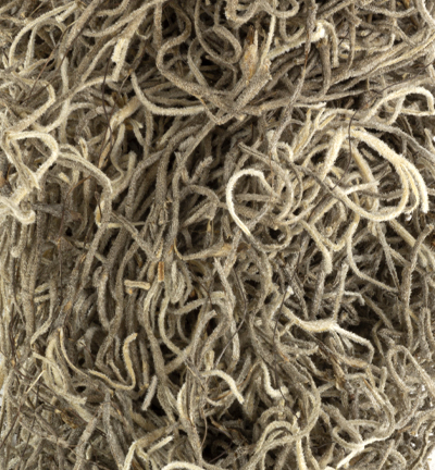 583-31 - Stafil - Moss naturel - 