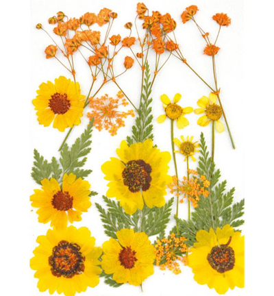 8710-02 - Stafil - Fleurs pressées, Jaune - Fleurs séchées