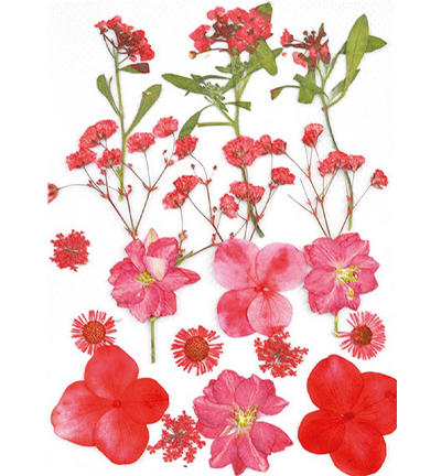 8710-04 - Stafil - Fleurs pressées, Rouge - Fleurs séchées 8710-04 - Stafil - Fleurs pressées, Rouge - Fleurs séchées