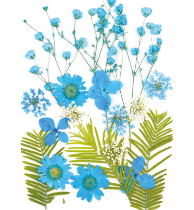 8710-06 - Stafil - Fleurs pressées, Beu - Fleurs séchées
