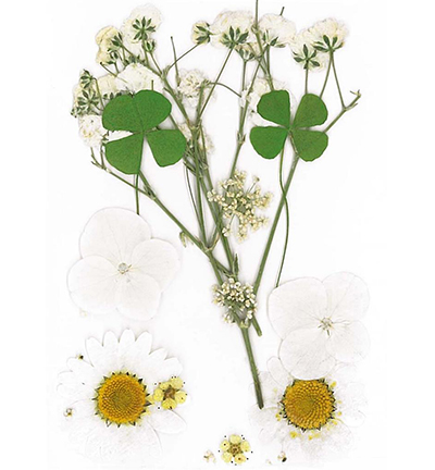 8712-01 - Stafil - Dry pressed flowers, White - Fleurs séchées