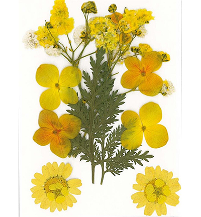 8712-02 - Stafil - Dry pressed flowers, Yellow - Fleurs séchées