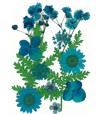 8712-06 - Stafil - Dry pressed flowers, Blue - Fleurs séchées 8712-06 - Stafil - Dry pressed flowers, Blue - Fleurs séchées