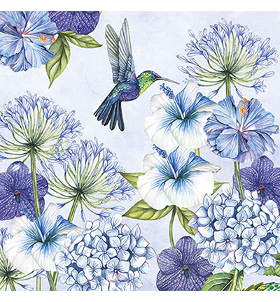 13313250 - Ambiente - Hummingbird - 