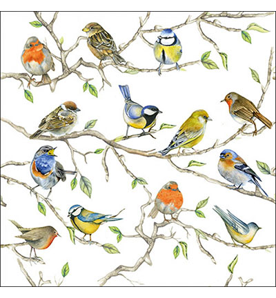 13314975 - Ambiente - Birds meeting - 