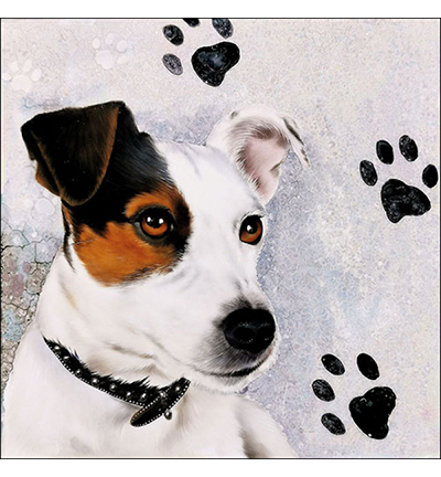 13315160 - Ambiente - Jack Russel - 