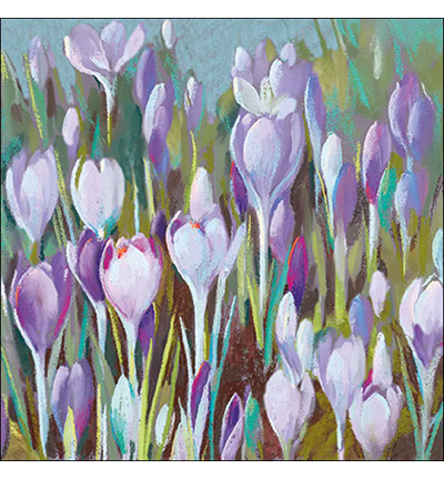 13317005 - Ambiente - Crocus - 