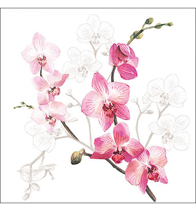13317305 - Ambiente - Orchid - Serviettes – Arbres, Plantes