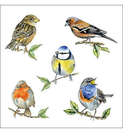13318135 - Ambiente - Bird species white - Serviettes – Printemps
