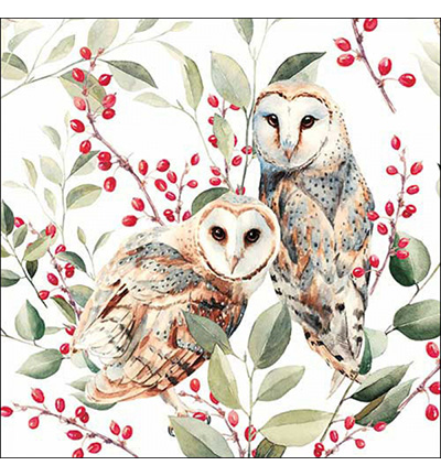 13318685 - Ambiente - Barn owl couple white - 