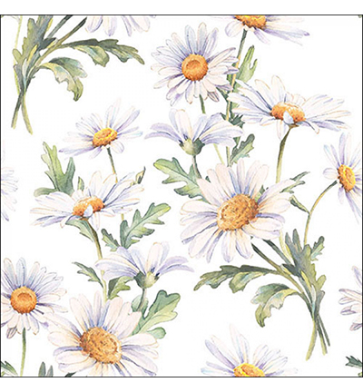 13319545 - Ambiente - Beautiful daisies white - 
