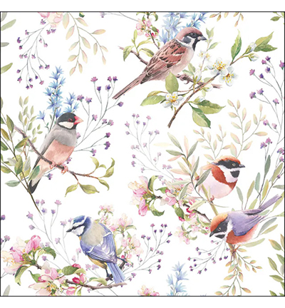 13320390 - Ambiente - Busy birds - 