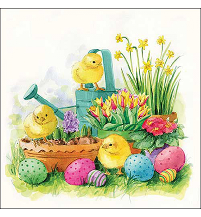 23318280 - Ambiente - Curious chicks - 