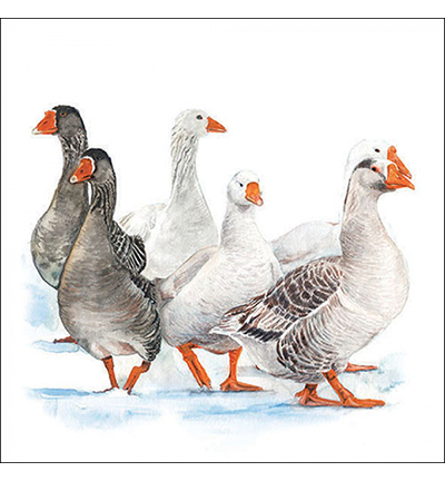 33319290 - Ambiente - Winter geese - 