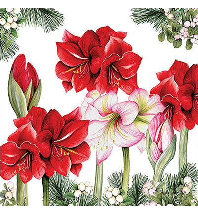 33320275 - Ambiente - Blooming amaryllis white - Serviettes – Noël