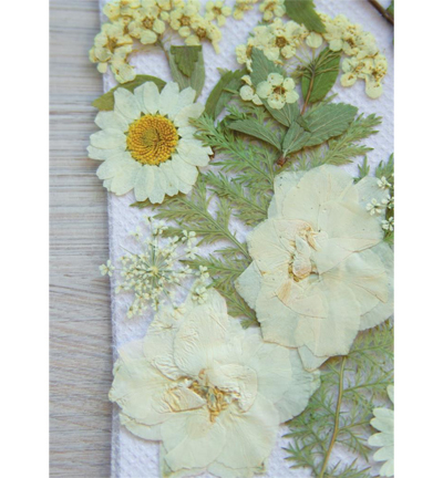 8710-01 - Stafil - Fleurs pressées, Blanc - Fleurs séchées - Detail 1