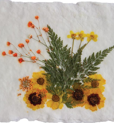 8710-02 - Stafil - Fleurs pressées, Jaune - Fleurs séchées - Detail 1